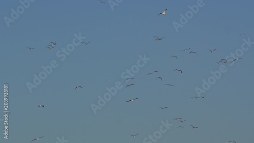 Large flock of birds flying in the clear blue sky