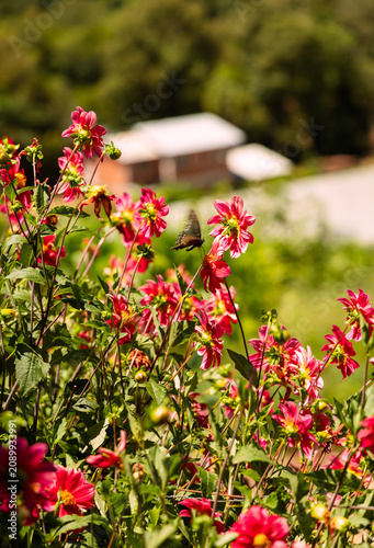 flowers in the garden