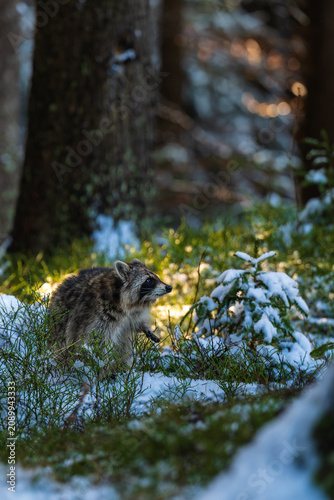 A fluffy raccoon (Procyon lotor) explores a snow-covered tree stump in a dense winter forest, surrounded by green moss, bushes, and dark tree trunks in the soft natural daylight.