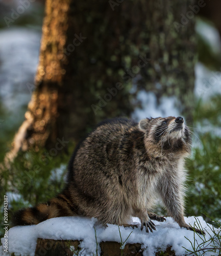 A fluffy raccoon (Procyon lotor) explores a snow-covered tree stump in a dense winter forest, surrounded by green moss, bushes, and dark tree trunks in the soft natural daylight.