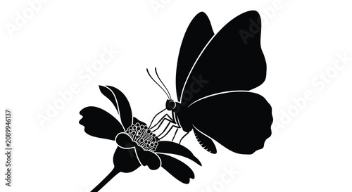 Konstfotografi Butterfly and blossom flower in black silhouette against a white background silh