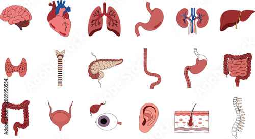 Bild auf Leinwand Human Internal Organs Set with Brain Heart Lungs Kidney Eye Ear and Skin