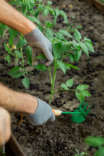 Φωτογραφία Close up of gardener loosening soil around a young tomato plant with a hand cultivator in a backyard vegetable garden
