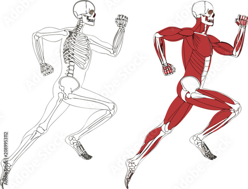 Running Human Skeleton and Muscle Anatomy Illustration Side View Comparison