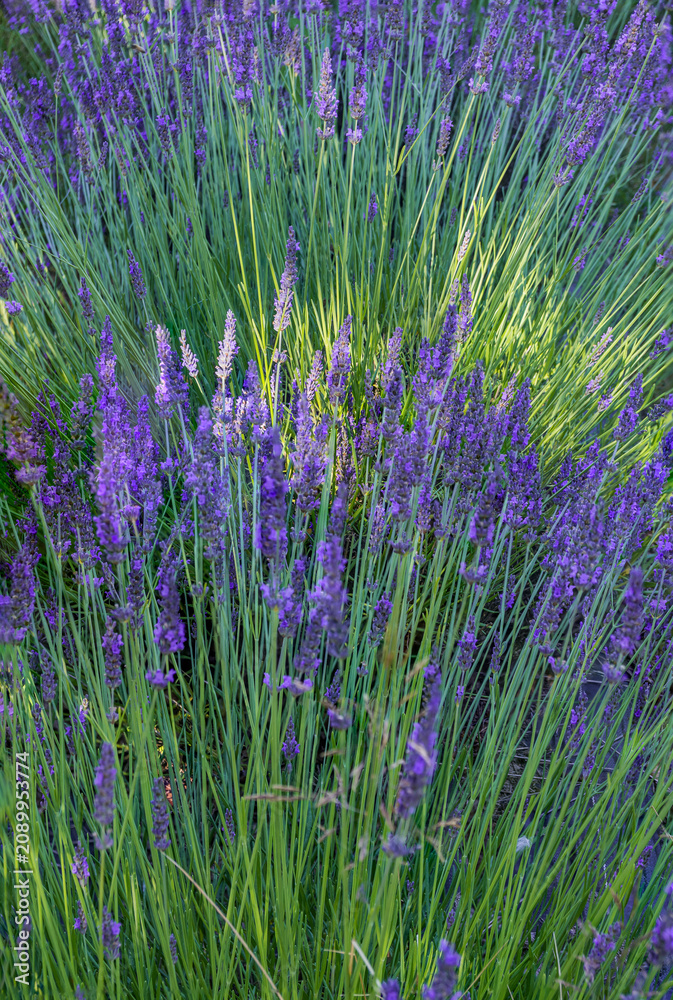 Fototapeta premium Summer lavender blooming and ready for harvesting and drying.