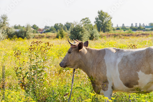Horned cow standing in a sunny rural meadow