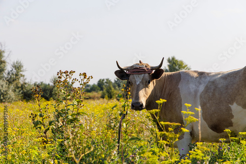 Horned cow grazing in a green rural meadow
