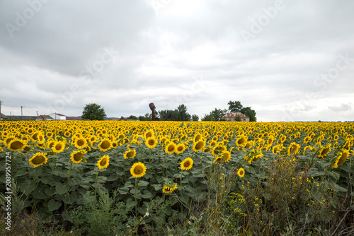 Blooming sunflower field under a cloudy summer sky