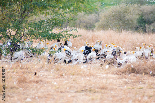 Obraz na płótnie group of Egyptian Vultures (Neophron percnopterus) with distinctive yellow faces and slender beaks resting on the ground at Jorbeer Conservation Reserve, Bikaner, Rajasthan, India