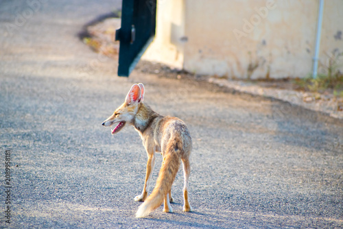 Photography An Indian desert fox (Vulpes vulpes pusilla) standing alert on a road in the Tha