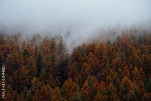 Nature background with colorful autumn forest surrounded by white haze in the Alps. Mountain landscape.