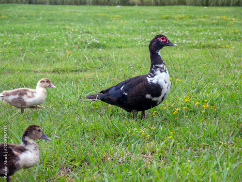 Quadro su tela A musky duck with small ducklings in a green meadow