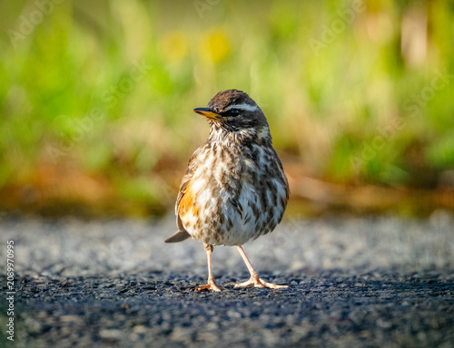 Photography Redwing on the road
.
Redwing bird on the road near Varmaland