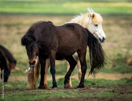 Fotografie Wild living brown and white icelandic horses