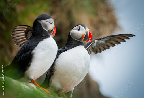 Quadro su tela Icelandic puffin stretching it's wings