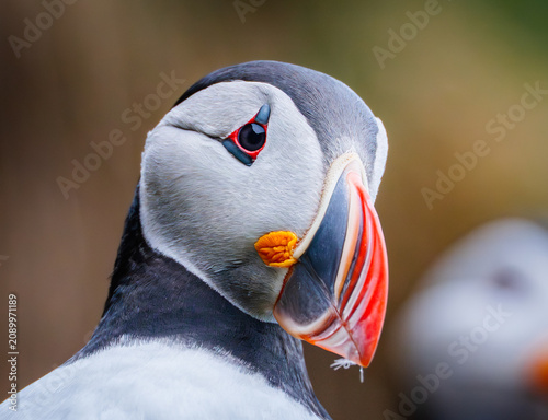 Foto Portrait of icelandic puffin