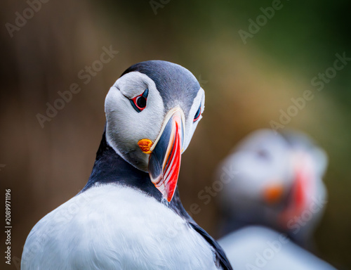 Konstfotografi Portrait of icelandic puffin