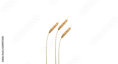 Foto wheat isolated