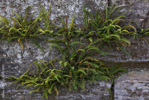 Background of an old sandstone wall with lichen and ferns growing in the cracks