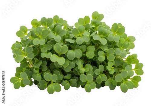 Fresh green clover leaves plant growing in a garden clump for nature and spring themes
