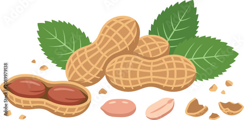 Foto Isolated peanut cartoon vector illustration elements displaying whole raw ground