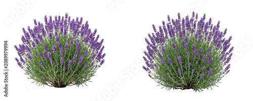 Lavender bushes isolated on transparent background