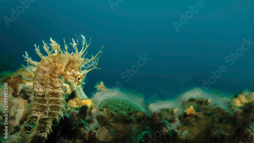 Foto Hippocampus guttulatus long snouted seahorse underwater macro Adriatic Sea Medit