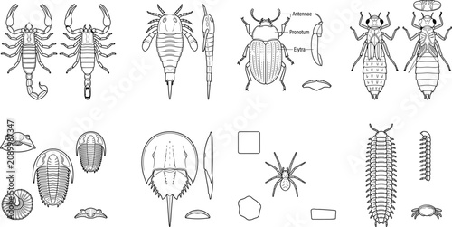 Fotografie Prehistoric arthropods and fossil insects line art icon set featuring trilobite