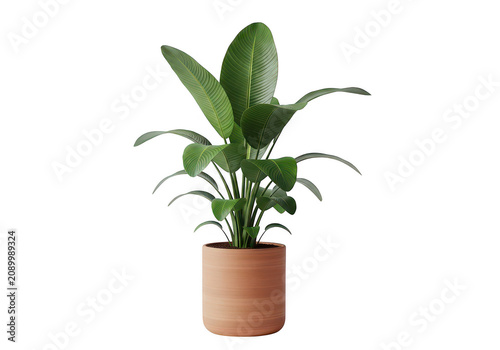 A beautiful green houseplant with large leaves growing in a simple brown ceramic flower pot