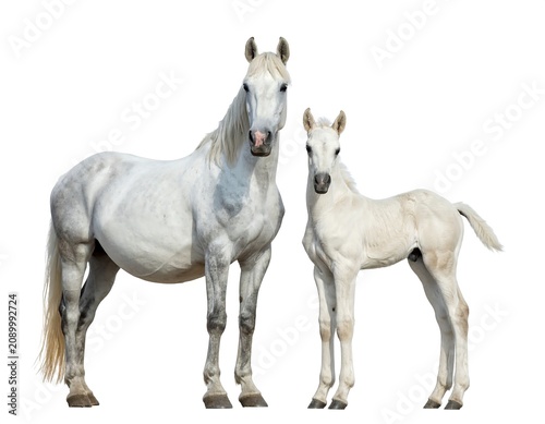 A large white horse and a smaller white foal stand side by side