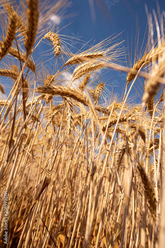 Wheat field in Hungary before harvest showing stalks ready for collection