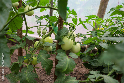 Konstfotografi Green unripe tomatoes ripen in large clusters on sturdy bushes inside a home greenhouse