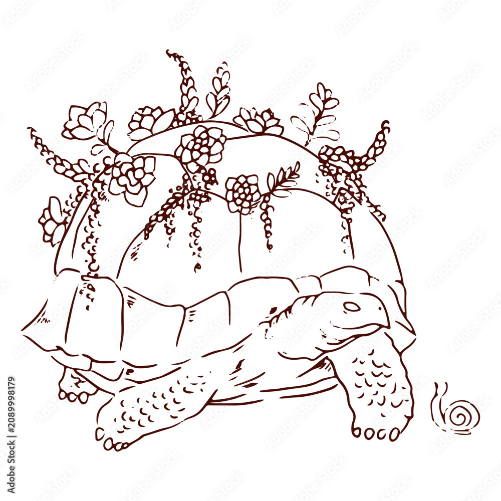Obraz premium Turtle with plants stroke