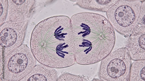 Cell division mitosis demonstrating chromosome separation under light microscope, eukaryotic plant organism telophase stage showing spindle fiber, biology education slide.