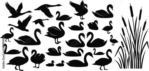 Foto Elegant Swan Silhouette Collection - Beautiful Water Birds and Ducks in Various