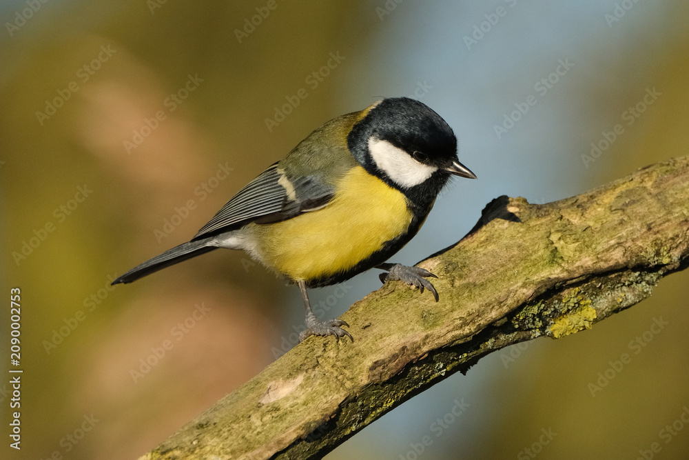 Obraz premium Great tit (Parus major) perched on a branch in natural habitat