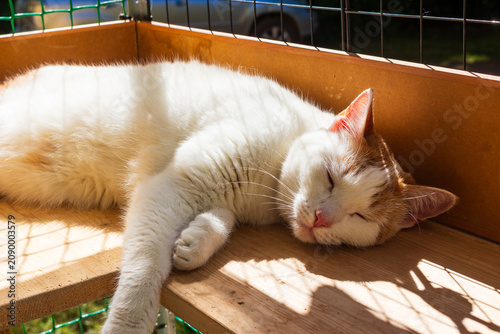 Beautiful ginger and white female cat relaxing and sleeping comfortably on a wooden platform inside a secure outdoor catio enclosure bathed in warm golden sunlight