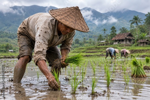 Farmers Planting Rice Seedlings Together in Terraced Paddy Field