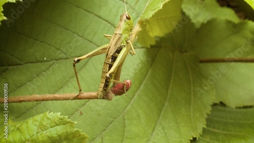 Close-up of meadow grasshopper (Pseudochorthippus parallelus) crawling in natural habitat