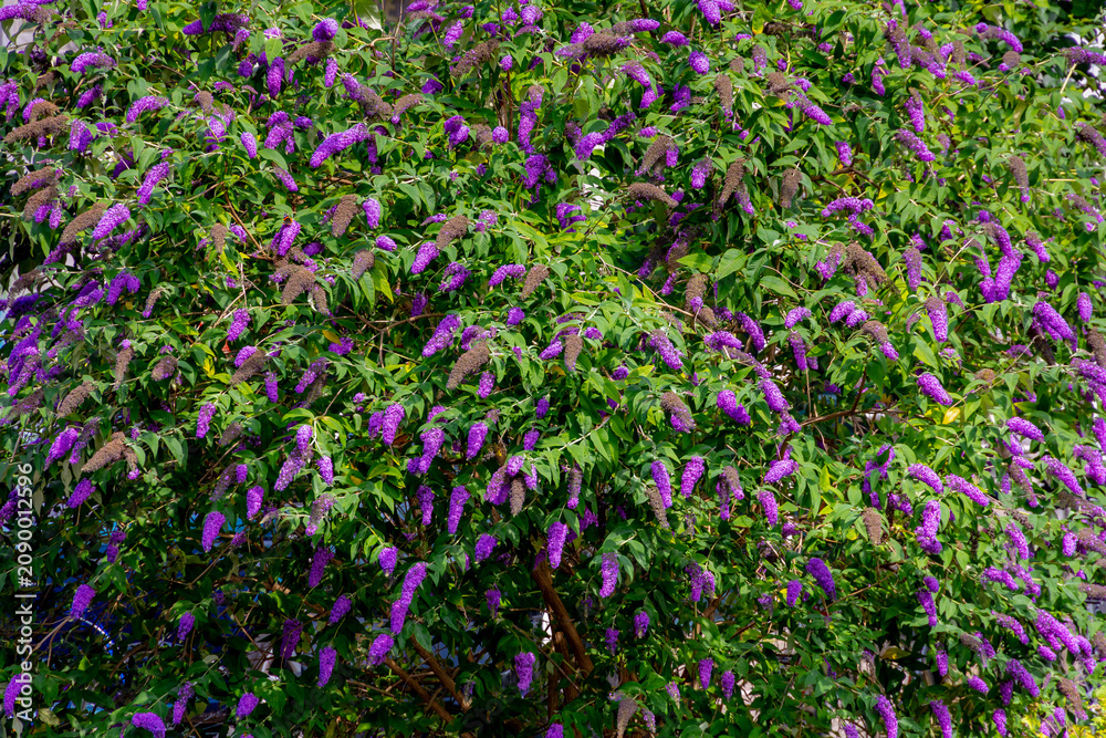 Fototapeta premium Selective focus of violet blue flowers Summer lilac (Vlinderstruik) Buddleja davidii, Butterfly-bush or Orange eye is a species of flowering plant in the family Scrophulariaceae, Natural background.