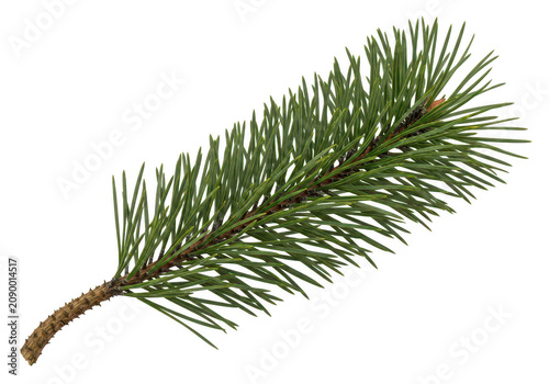 Fresh green pine tree branch with needles isolated for winter holiday and nature designs