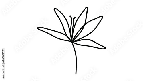 Fotografia Minimalist continuous line drawing of stylized flower with elongated petals and
