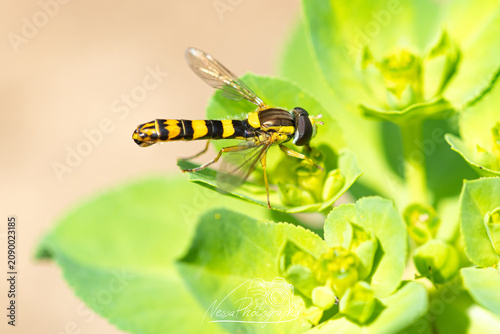 Foto Syrphe porte-plume posé sur une feuille verte, macrophotographie nature