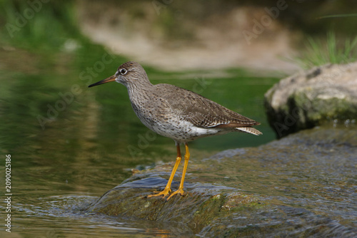 Obraz na plátně Common redshank (Tringa totanus) standing on a wet rock by the river water