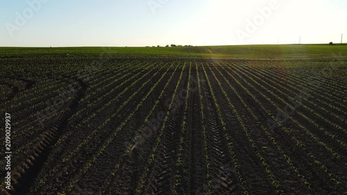 Drone flying over a vast agricultural corn field with young seedlings growing in neat rows at sunset