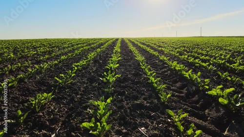 Green sugar beet seedlings growing in rows in an agricultural field on a sunny day with blue sky in the background