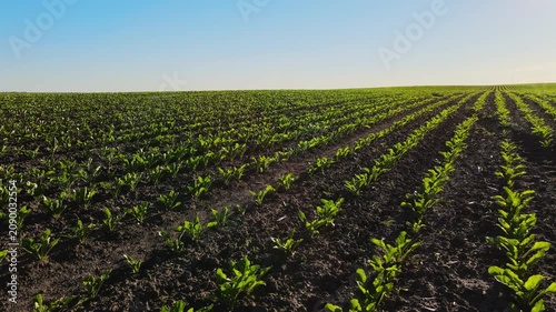 Green sugar beet seedlings growing in a vast agricultural field under a clear blue sky in the morning sunlight
