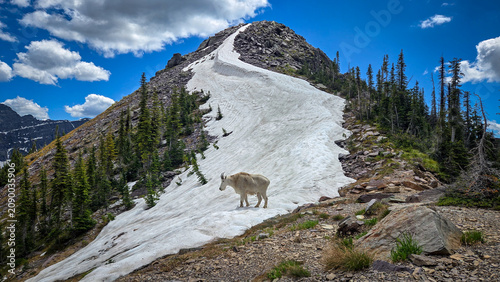 Fotografia Mountain goat standing on snow in Glacier National Park