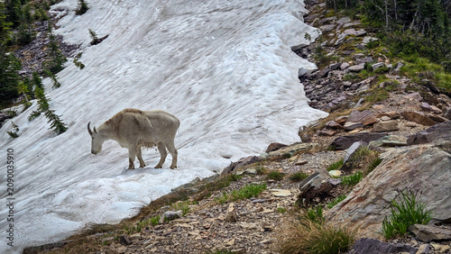 Fotografie Mountain goat walking on snow in Glacier National Park