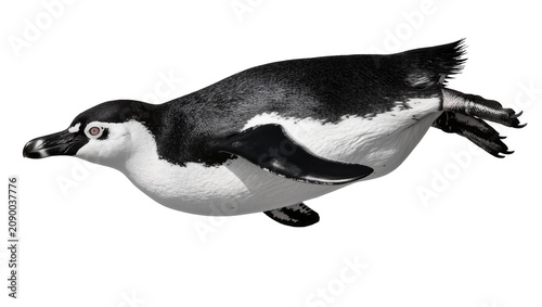 Photos Isolated elegant African penguin swimming quickly with powerful flippers extende